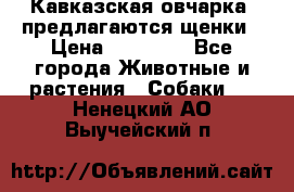 Кавказская овчарка -предлагаются щенки › Цена ­ 20 000 - Все города Животные и растения » Собаки   . Ненецкий АО,Выучейский п.